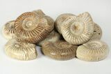 2" Polished Perisphinctes Ammonite Fossils - Madagascar - Photo 4